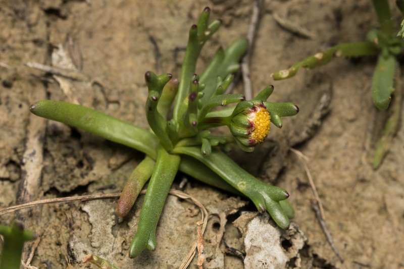 Chlamydophora tridentata
