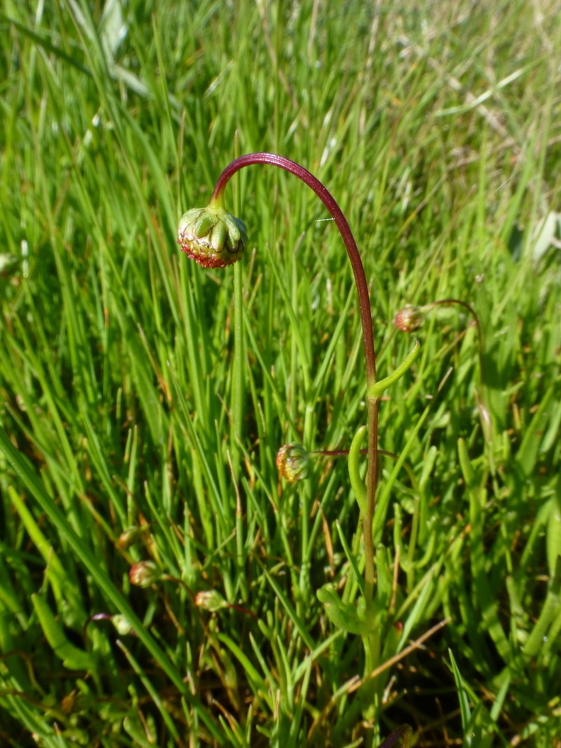 Chlamydophora tridentata photo 2