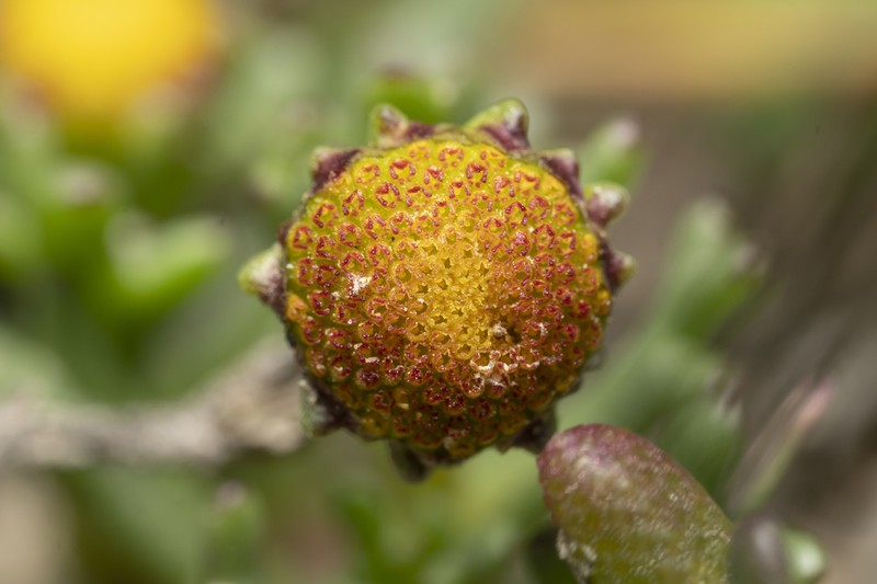 Chlamydophora tridentata photo 3