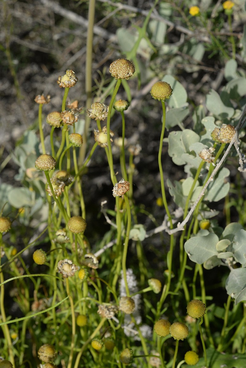 Chlamydophora tridentata photo 4