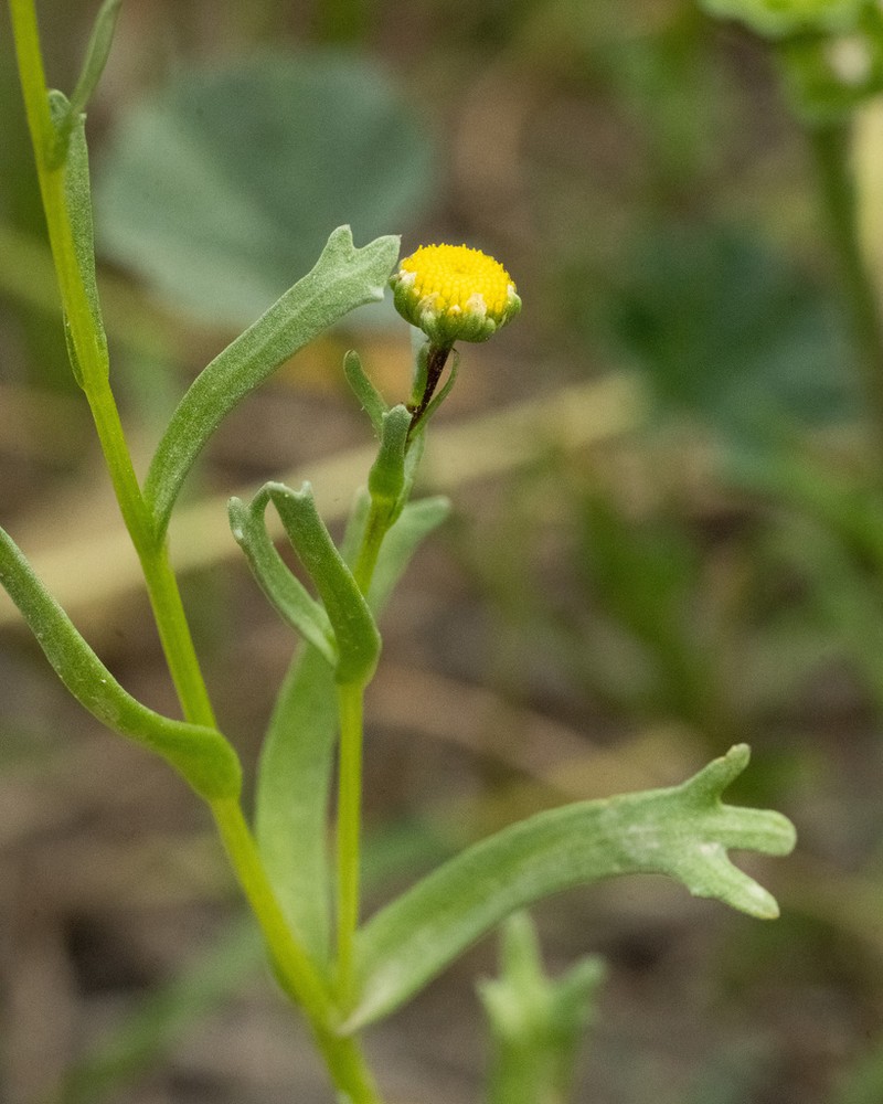 Chlamydophora tridentata photo 5