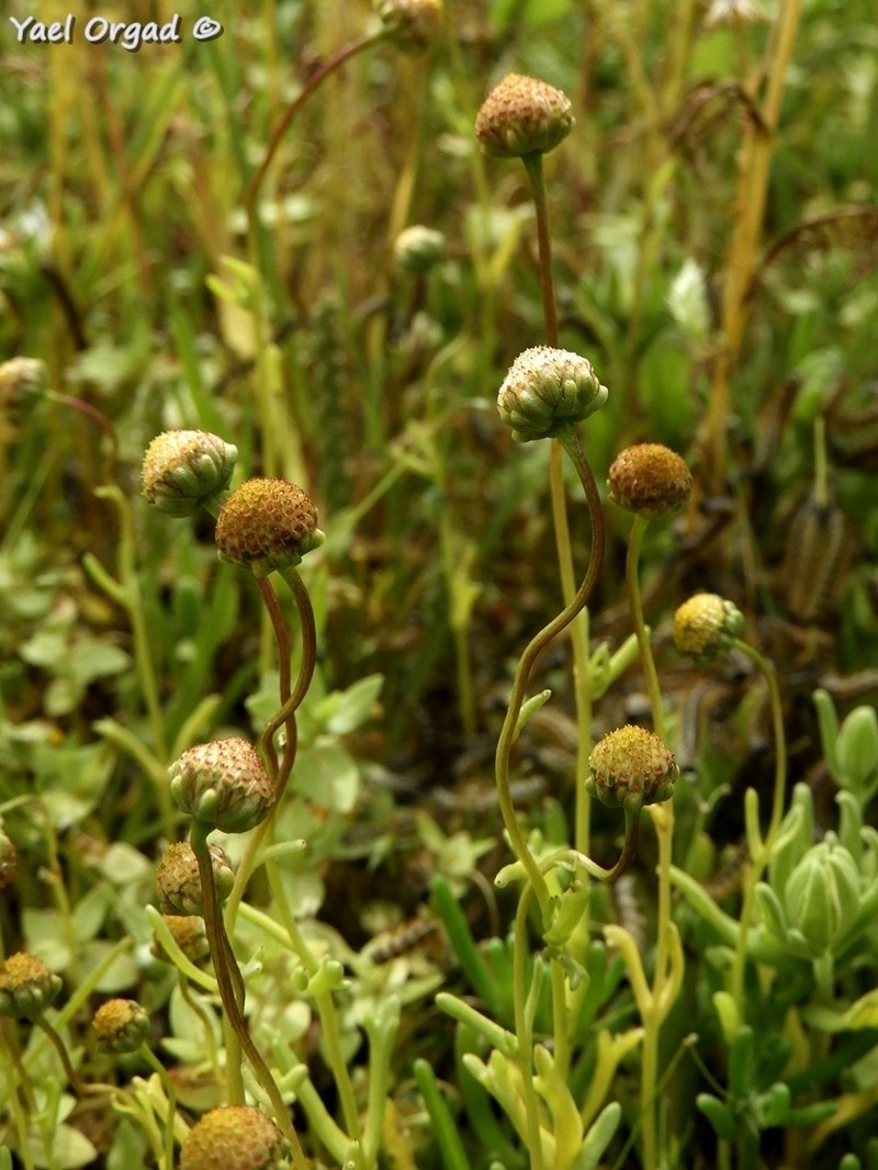 Chlamydophora tridentata photo 6