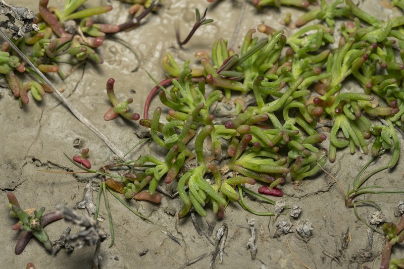 Chlamydophora tridentata photo 7