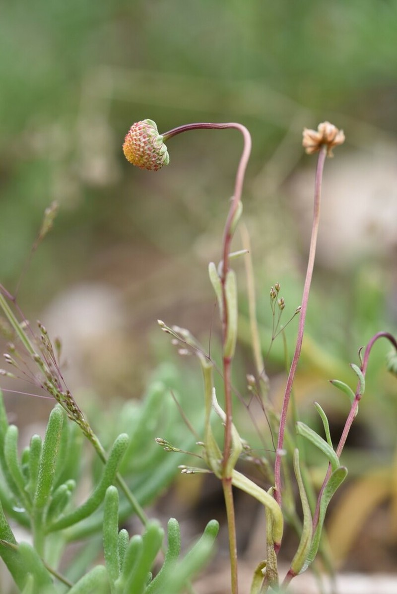 Chlamydophora tridentata photo 8