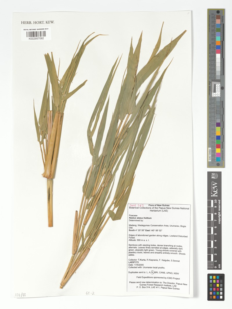 Chloothamnus elatus photo 4