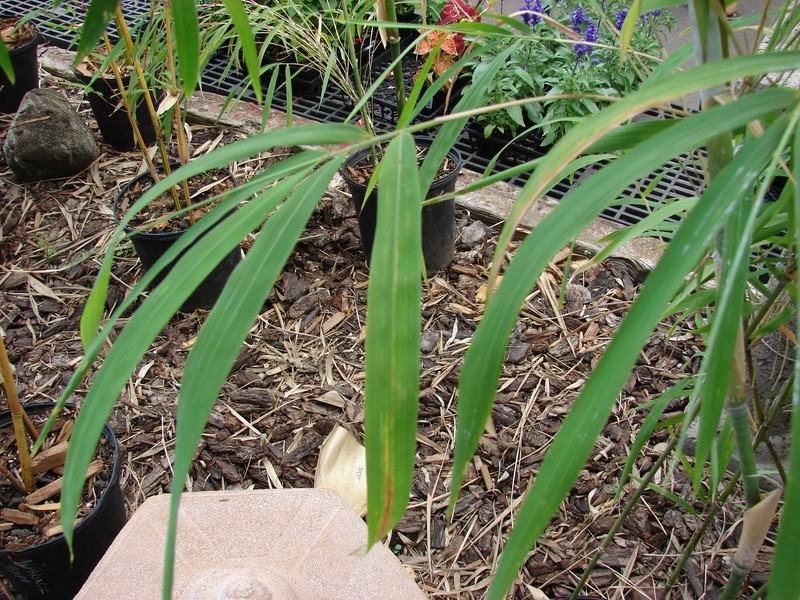 Chloothamnus elatus photo 6