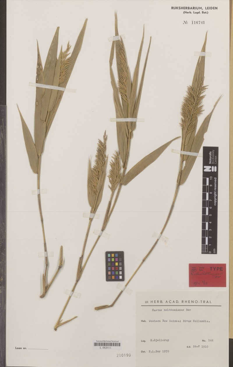 Chloothamnus holttumianus