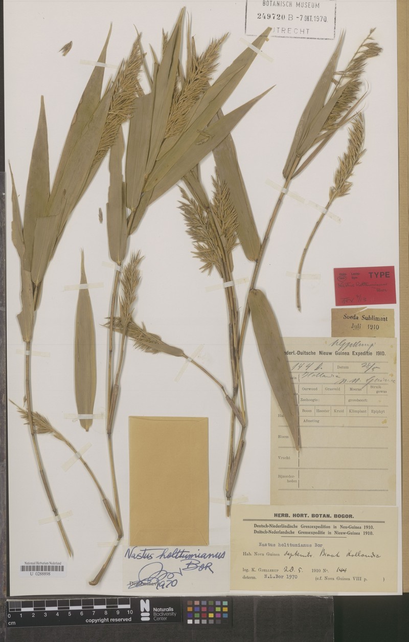 Chloothamnus holttumianus photo 2
