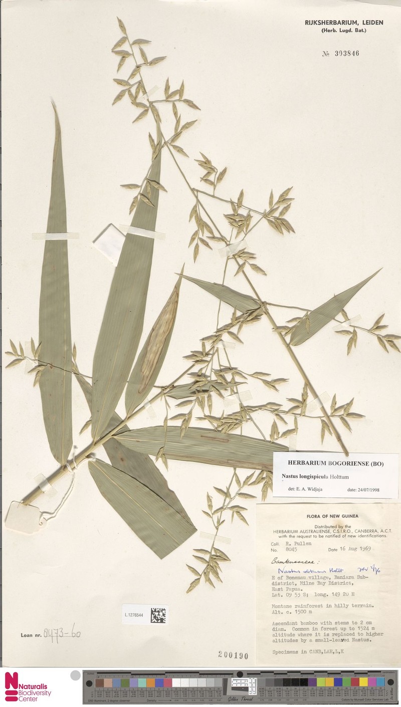 Chloothamnus longispiculus