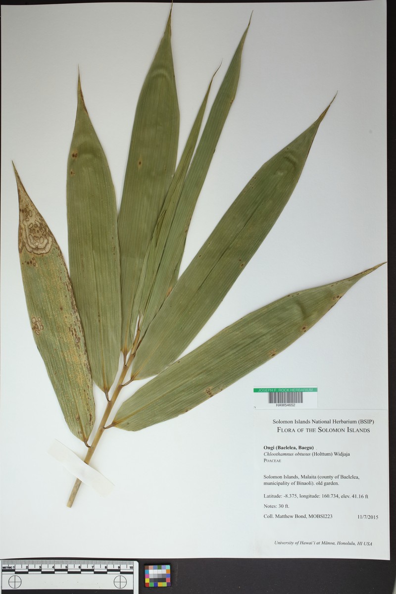 Chloothamnus obtusus