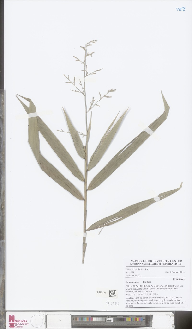 Chloothamnus obtusus photo 2