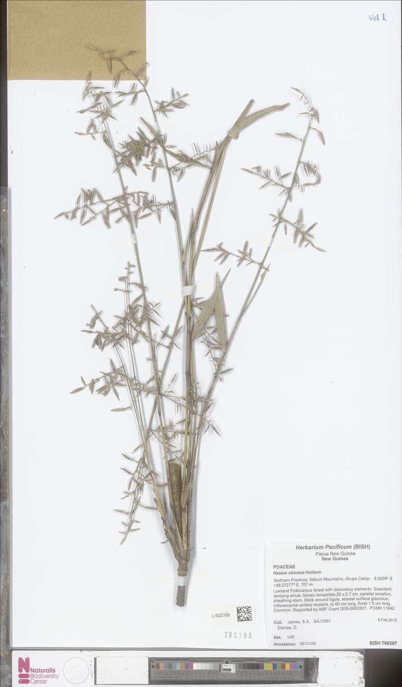 Chloothamnus obtusus photo 3