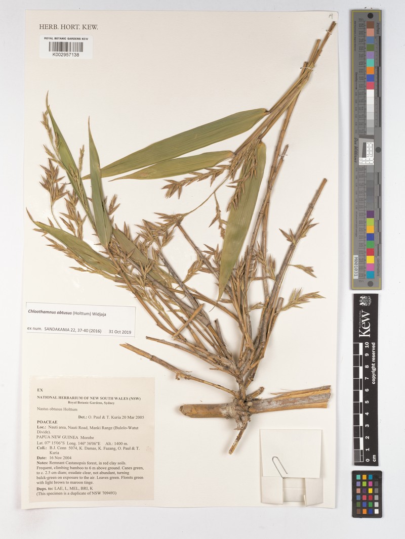 Chloothamnus obtusus photo 4