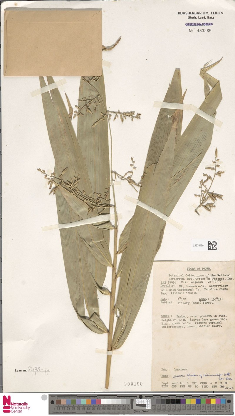 Chloothamnus rudimentifer