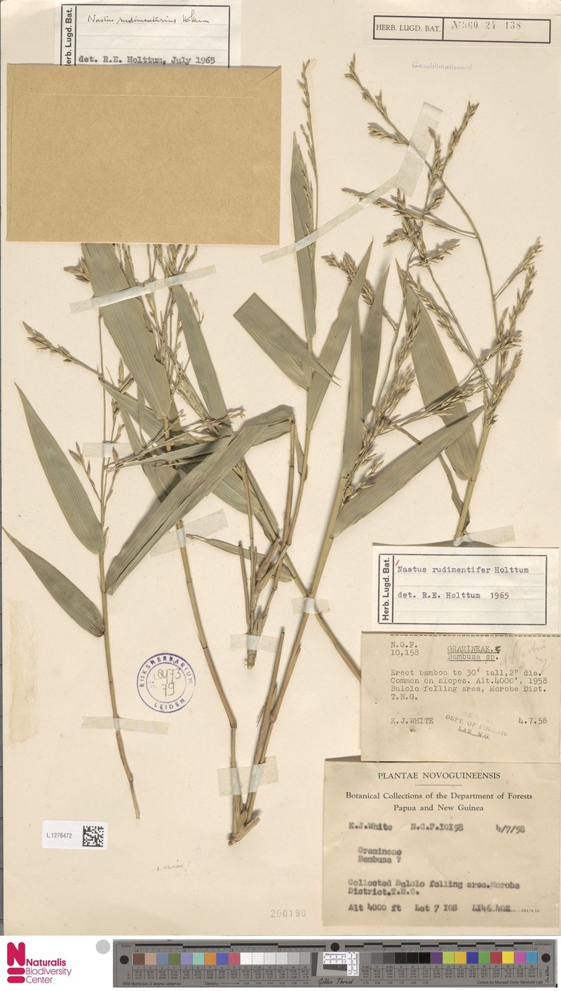 Chloothamnus rudimentifer photo 2