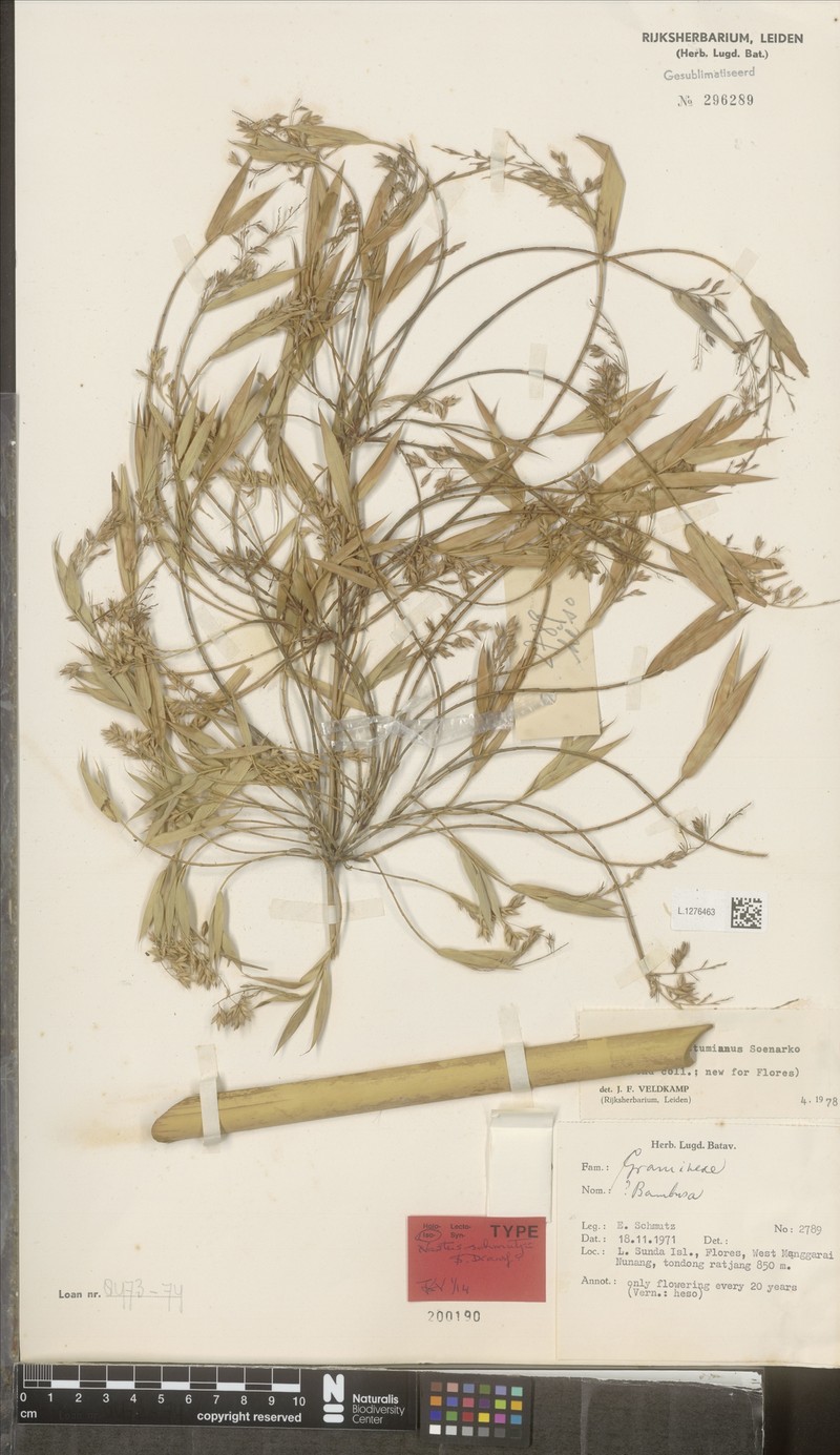 Chloothamnus schmutzii