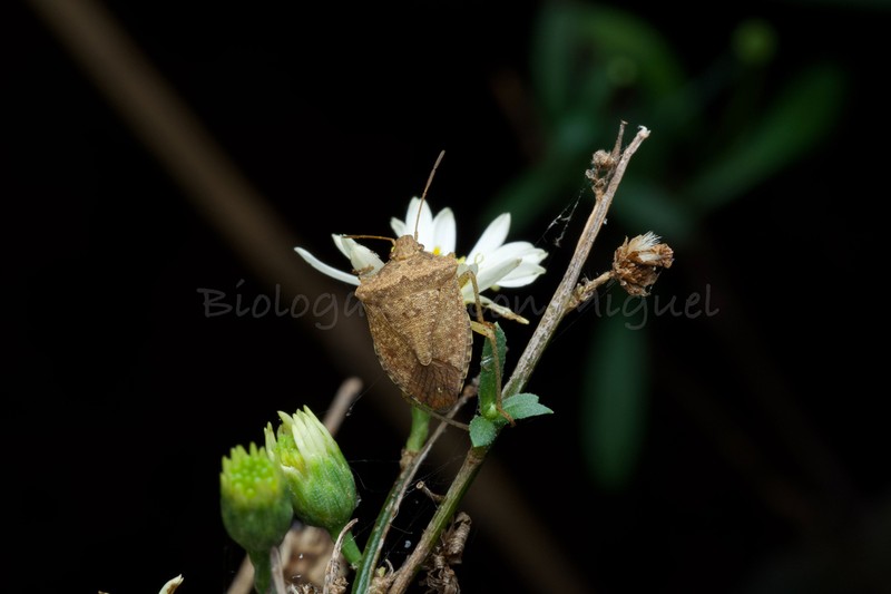 Chloracantha ortegae photo 2
