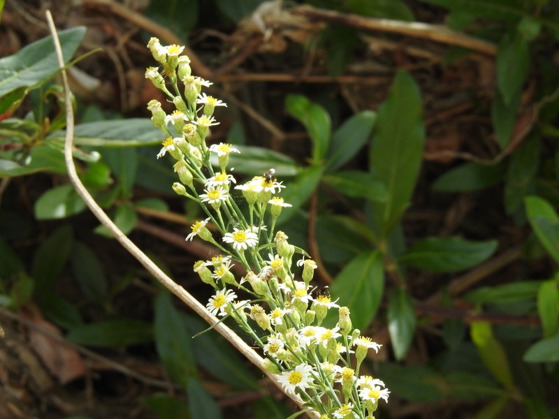 Chloracantha ortegae photo 3