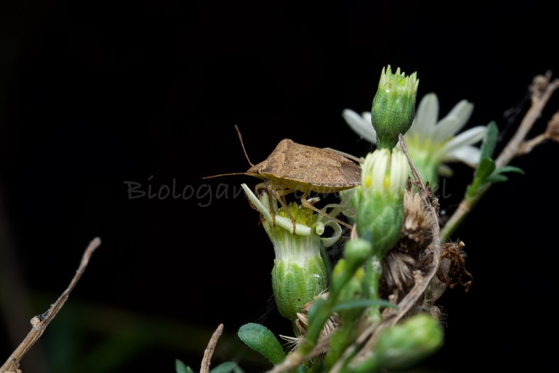 Chloracantha ortegae photo 7