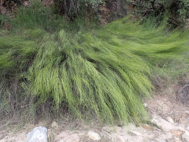 Spiny Chloracantha