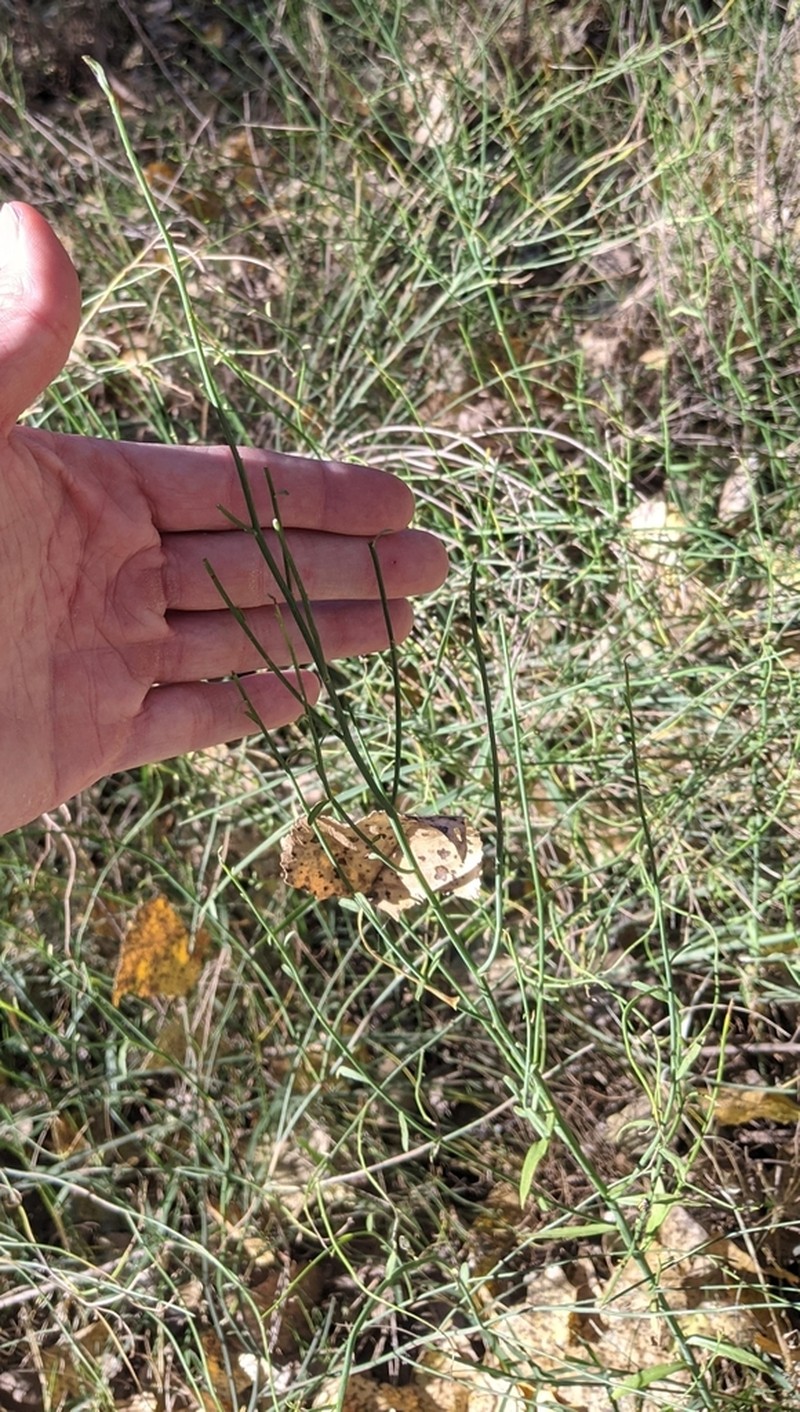 Spiny Chloracantha photo 2