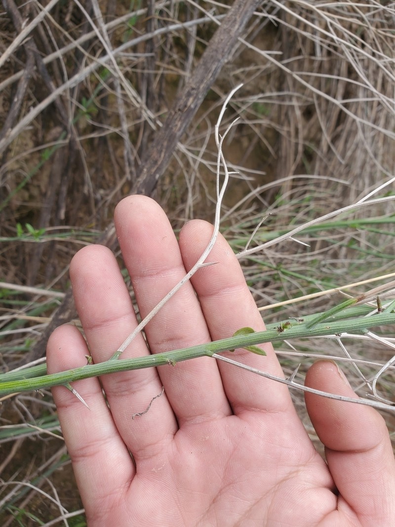 Spiny Chloracantha photo 5