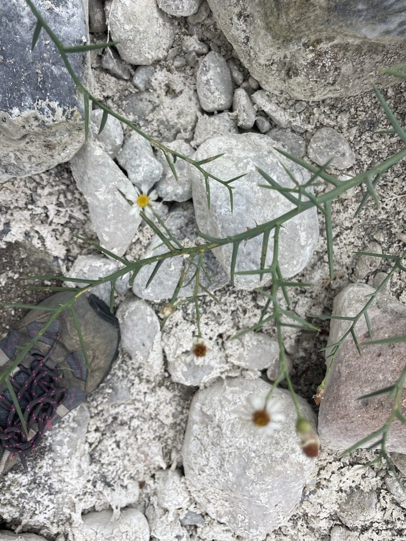 Chloracantha spinosissima