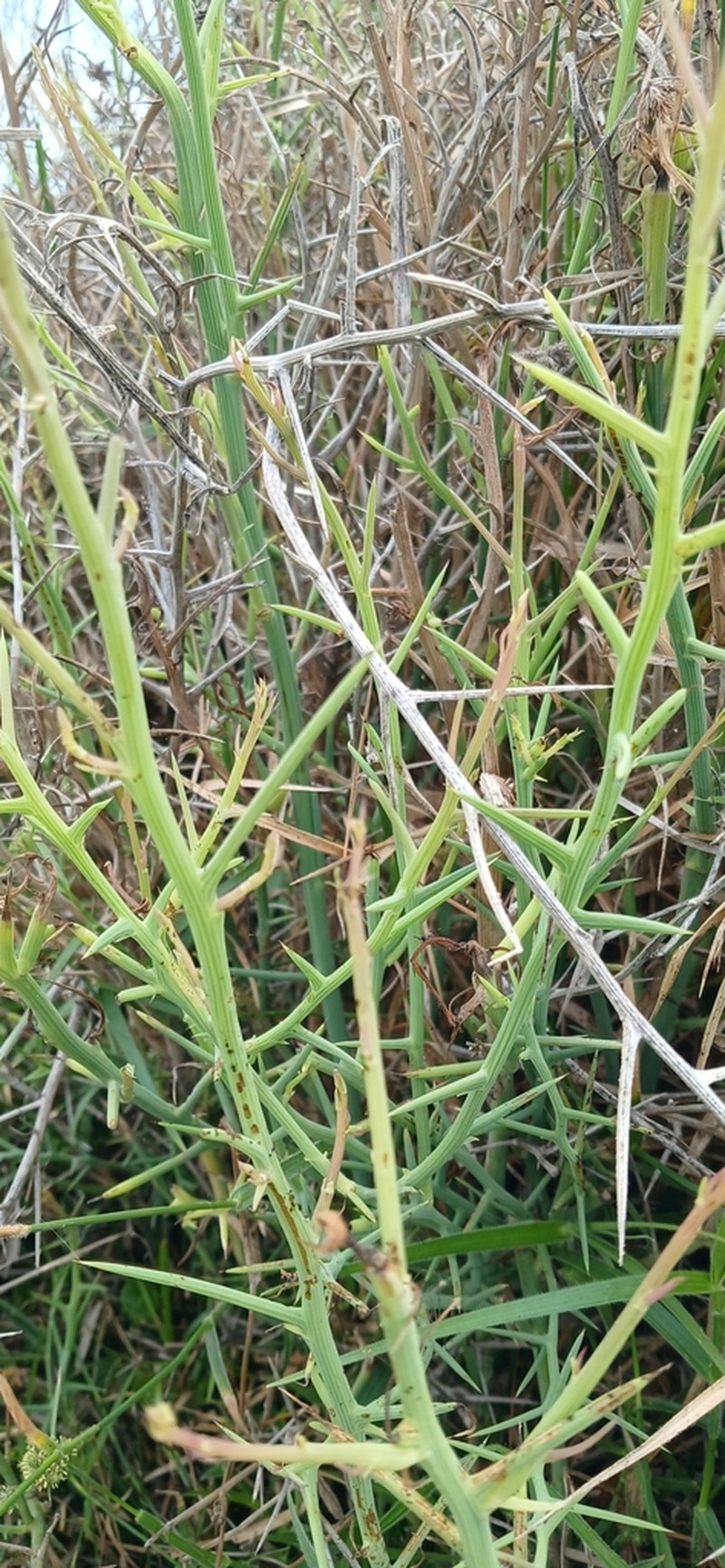 Chloracantha spinosissima photo 3