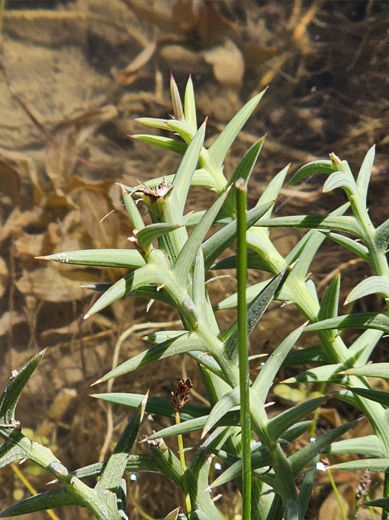 Chloracantha spinosissima photo 4