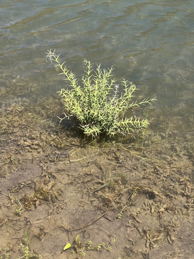 Chloracantha spinosissima photo 5