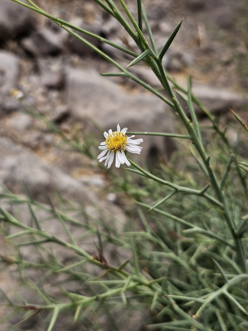 Chloracantha spinosissima photo 6