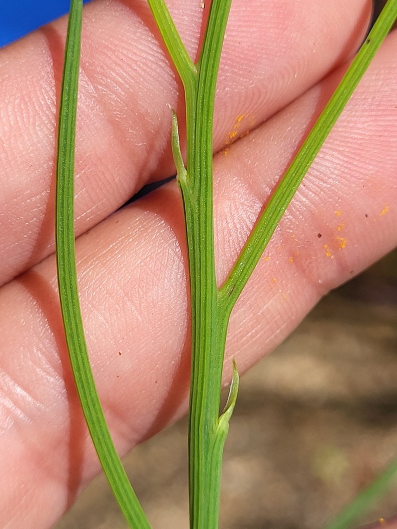 Chloracantha spinosissima photo 7