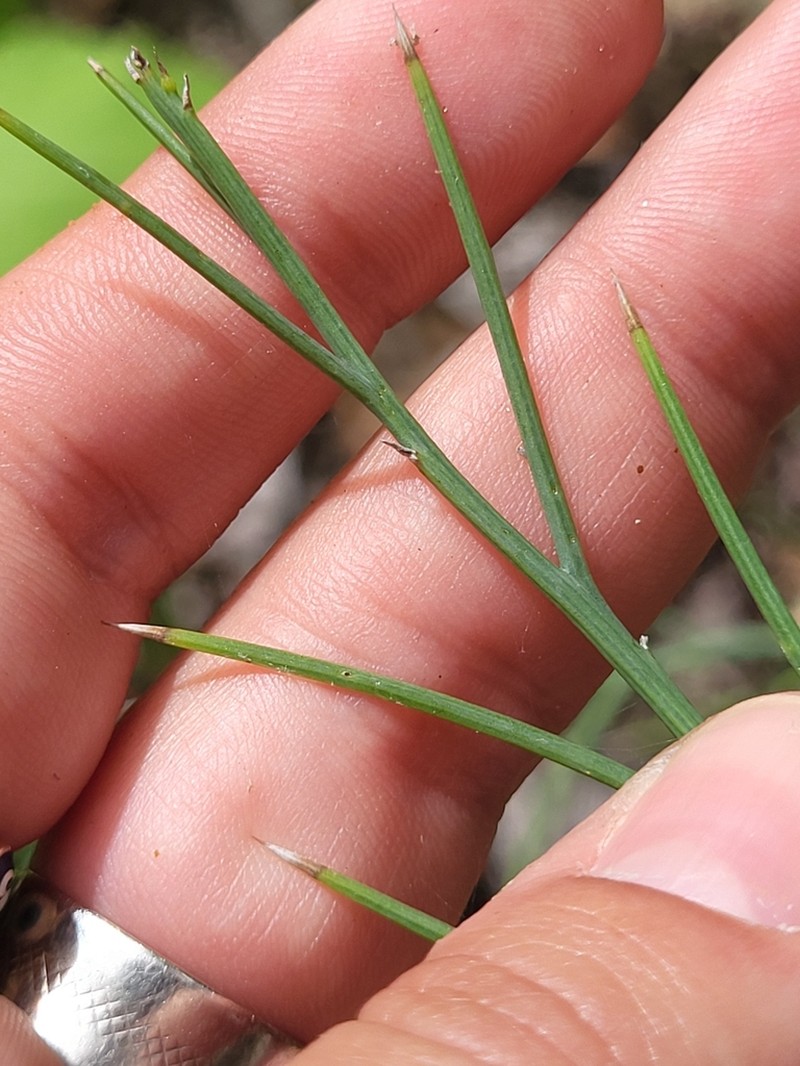 Chloracantha spinosissima photo 8