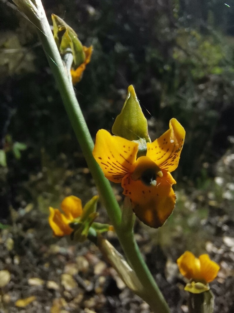 Chloraea parviflora