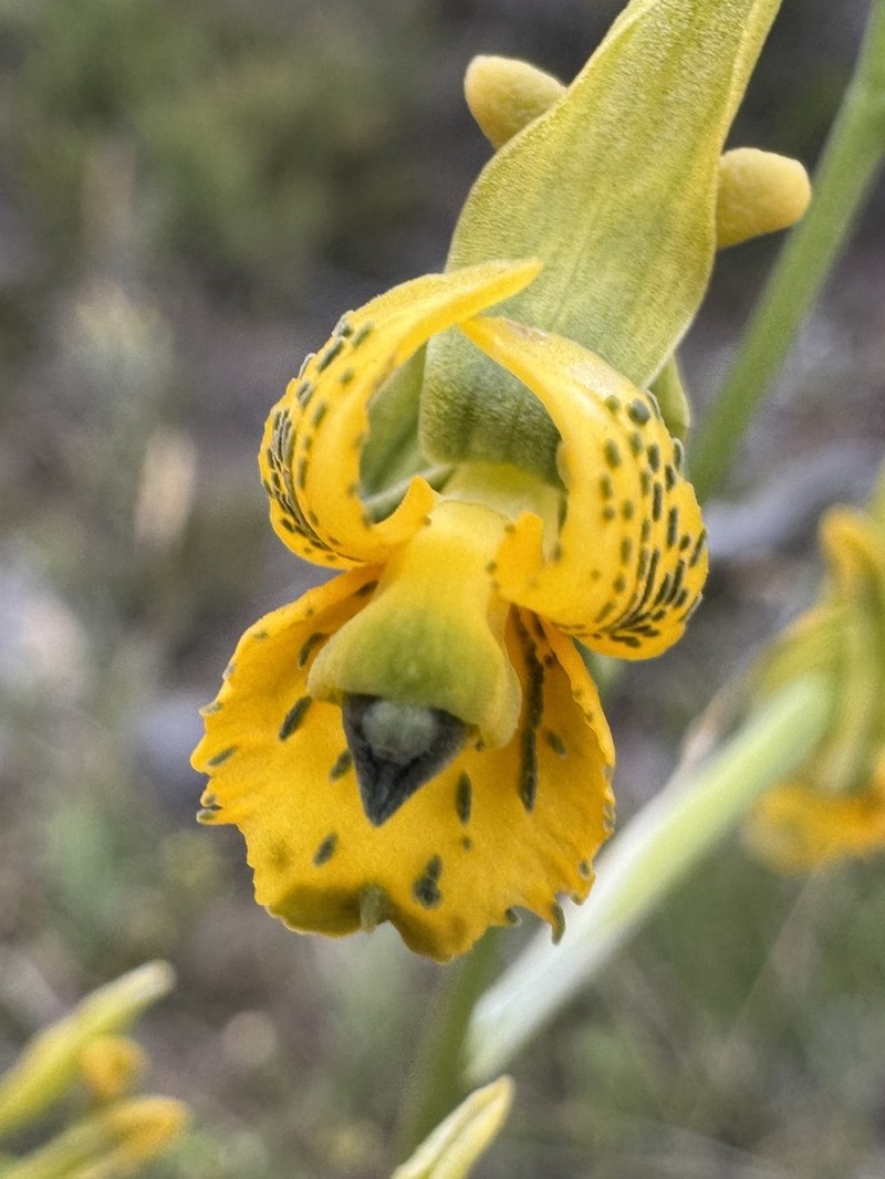 Chloraea parviflora photo 2