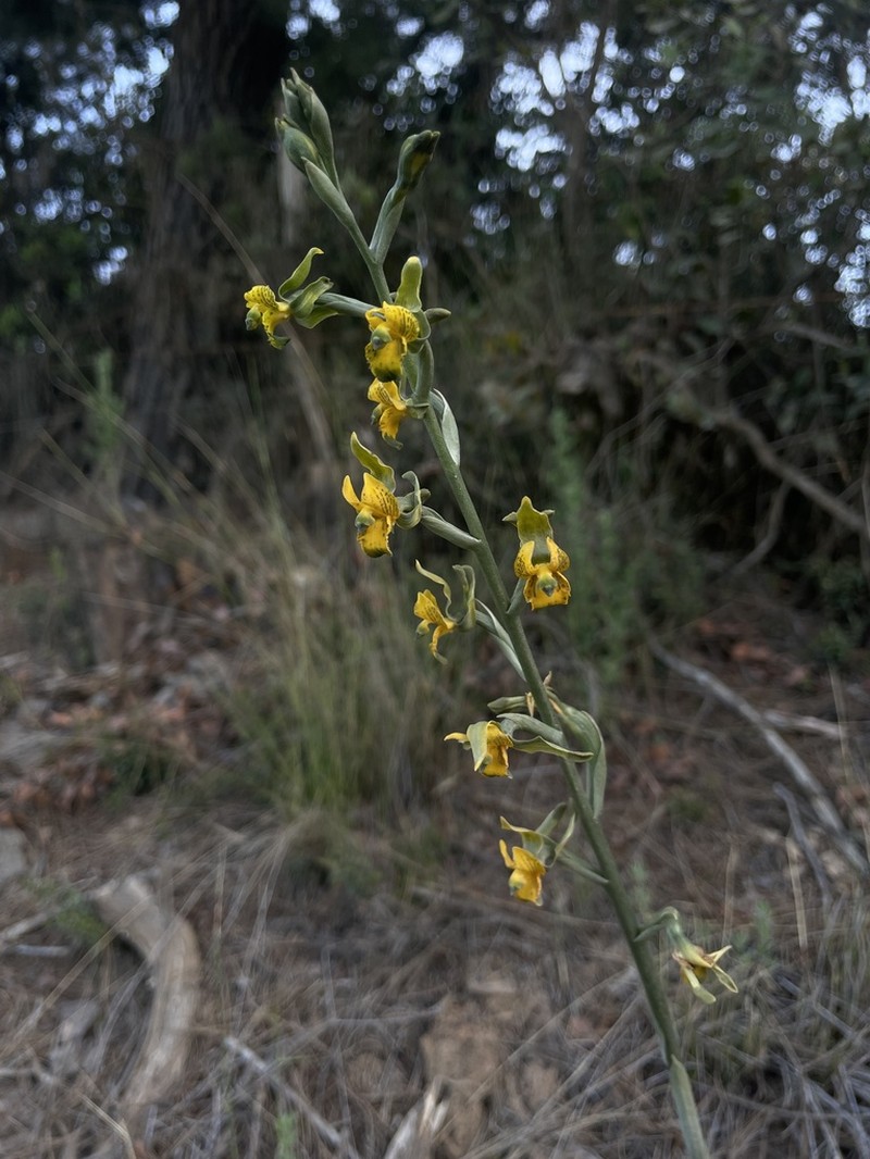 Chloraea parviflora photo 3