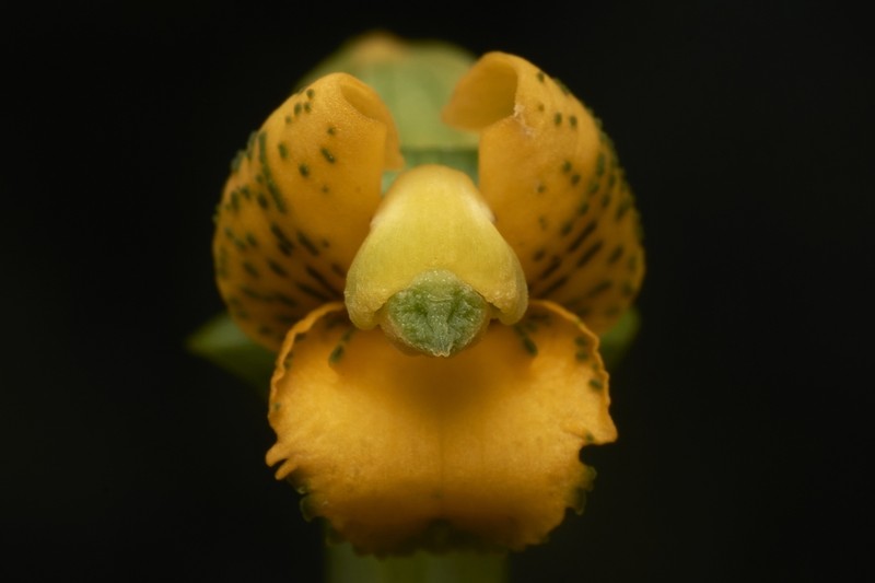 Chloraea parviflora photo 4