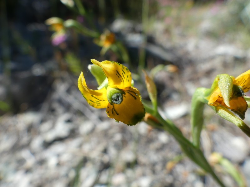 Chloraea parviflora photo 5