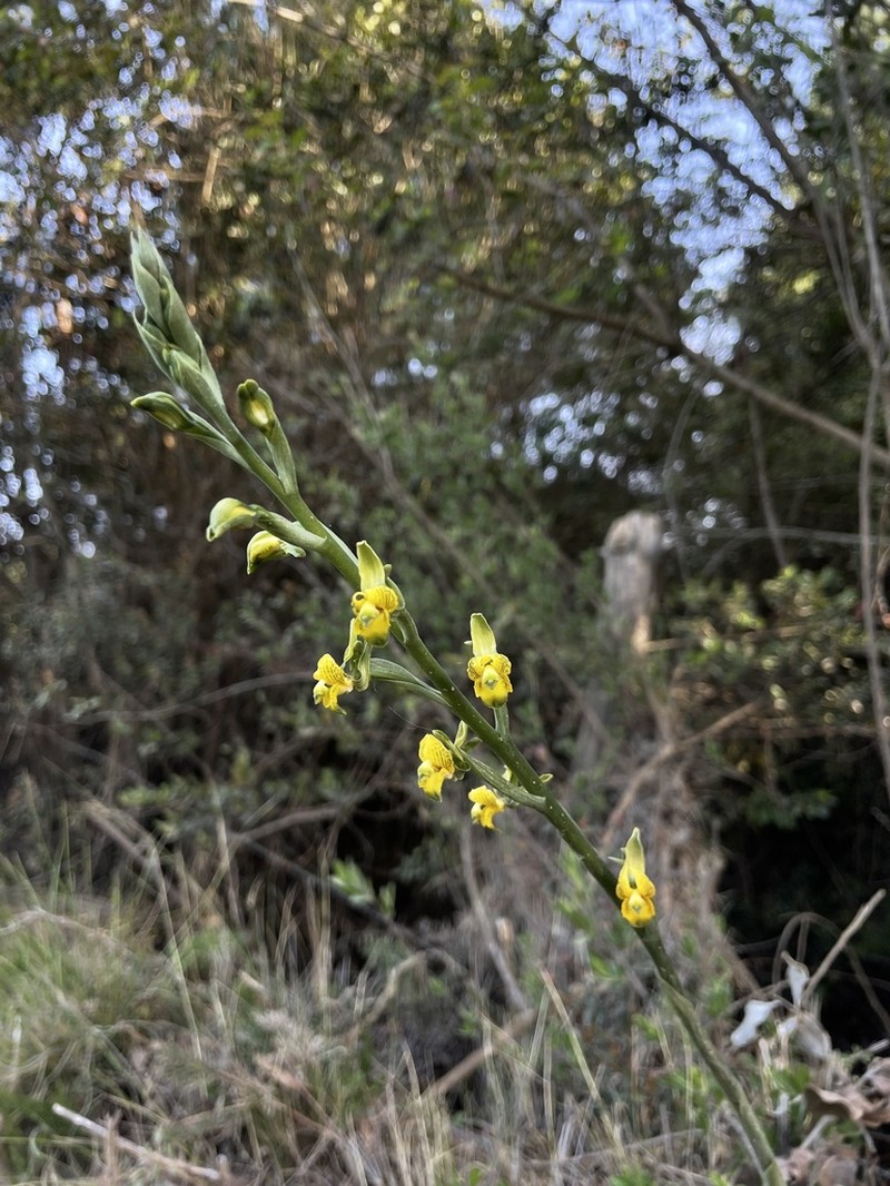 Chloraea parviflora photo 6
