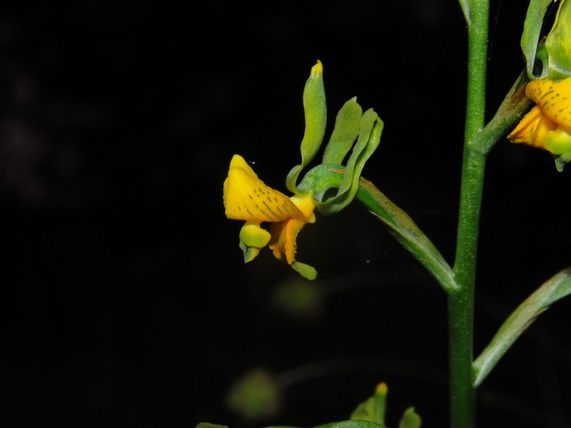Chloraea parviflora photo 7