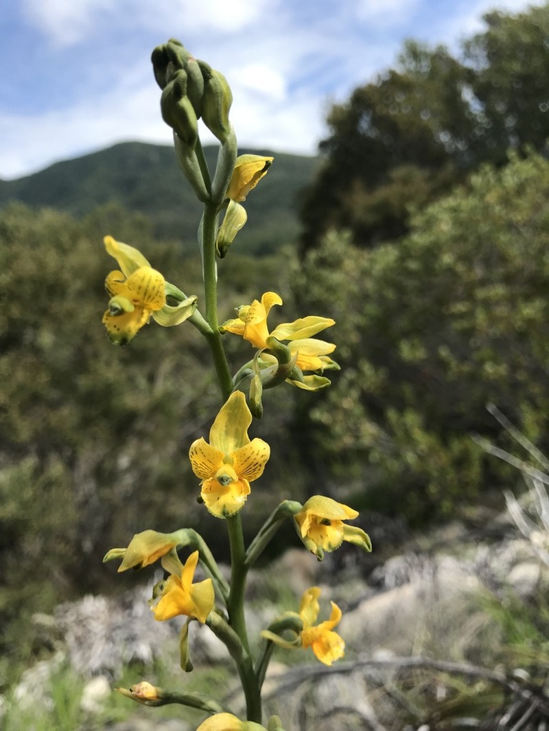 Chloraea parviflora photo 8