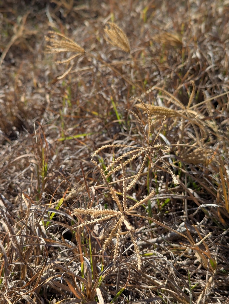 Windmill Grass
