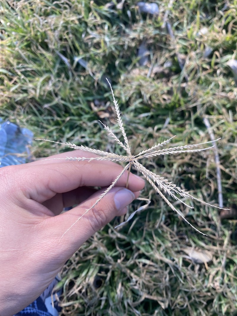 Windmill Grass photo 2