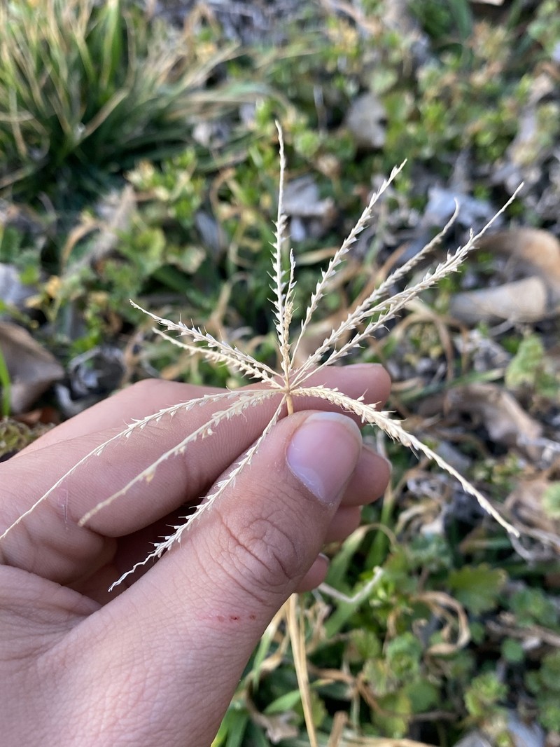Windmill Grass photo 3