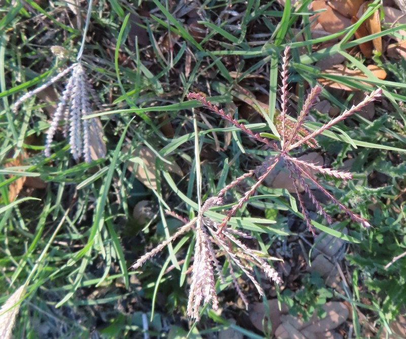 Windmill Grass photo 4