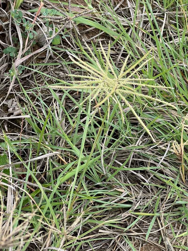 Windmill Grass photo 6