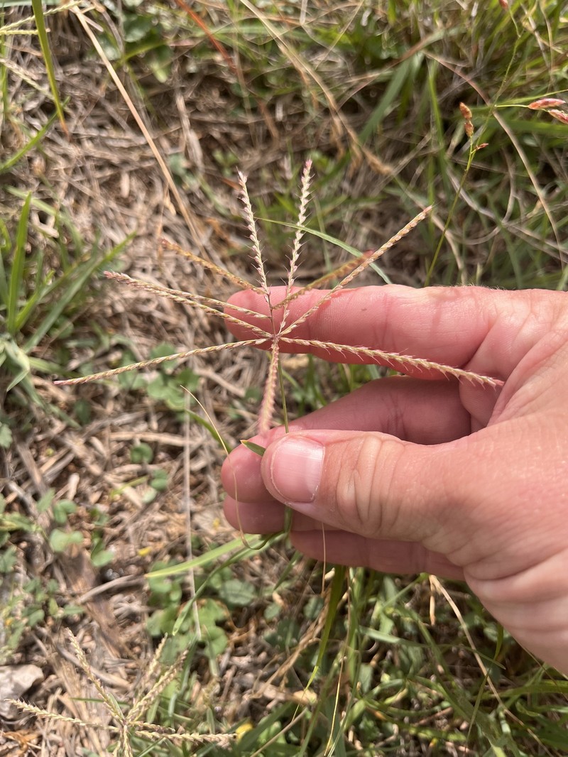 Windmill Grass photo 7