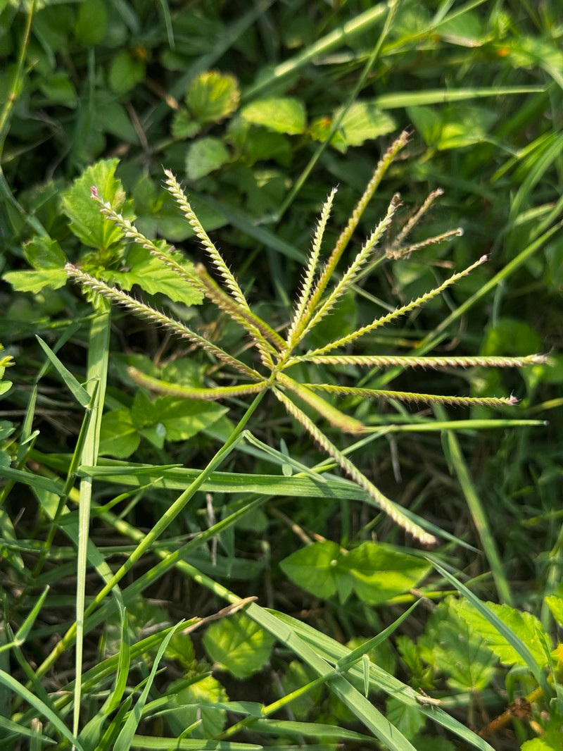 Windmill Grass photo 8
