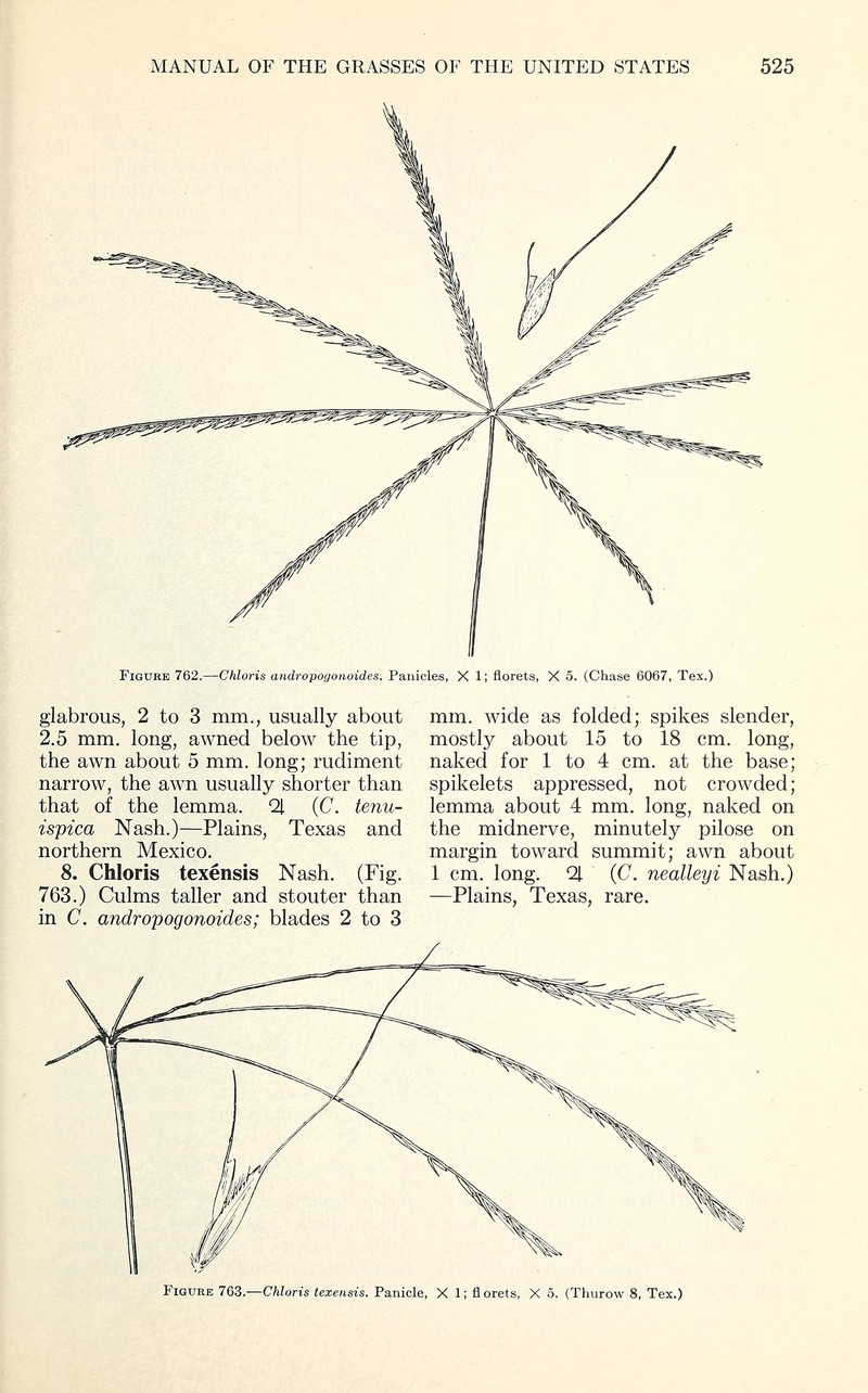 Slimspike Windmill Grass