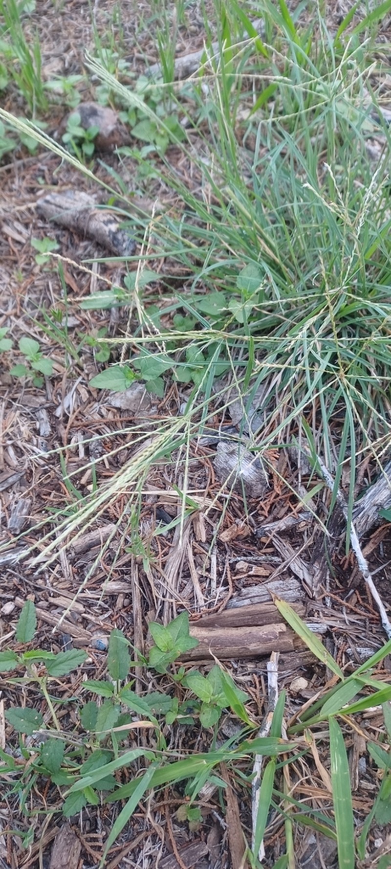 Slimspike Windmill Grass